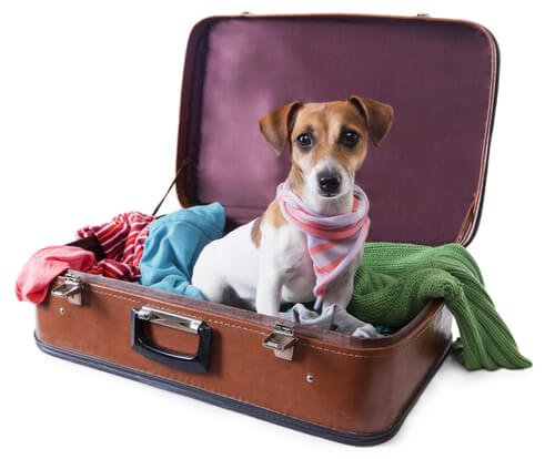Dog sitting inside a suitcase