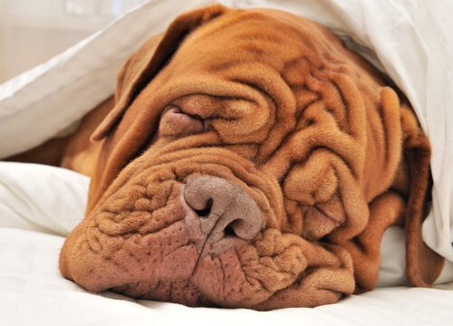 Wrinkly dog sleeping