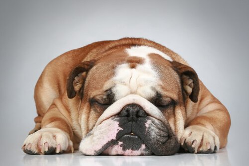 Bull dog sleeping