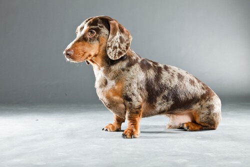 A Dalmatian Dachshund