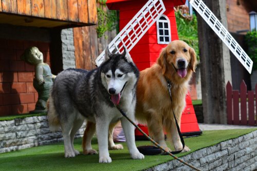 New dog breeds come from mixing dogs like the Husky and Golden Retriever