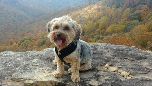A Yorkipoo on a rock