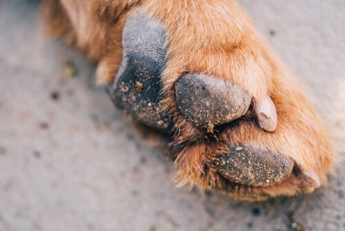A dog with dirty paw pads