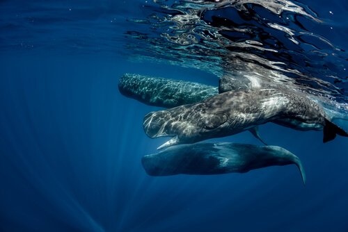 A group of sperm whales, the largest predator in the world