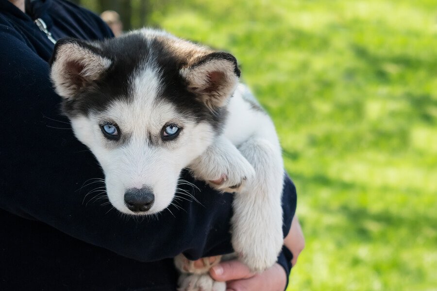 A husky puppy being held
