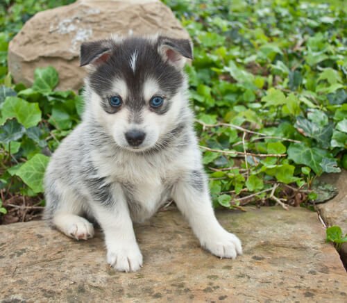 A pomsky puppy, one of the new breeds of dog