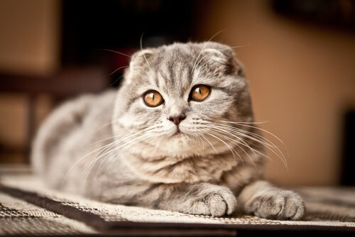A Scottish fold cat, one of many exotic breeds of cat