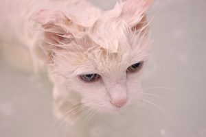 Caring For A Turkish Angora's Fur