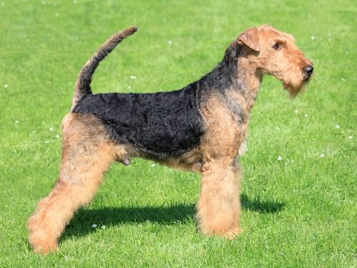 The Best Dog Breeds For Canicross