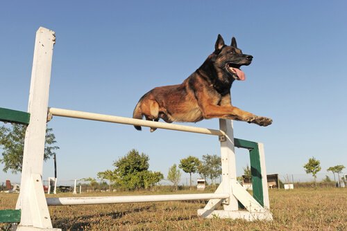 Belgian Shepherd jumping a hurdle