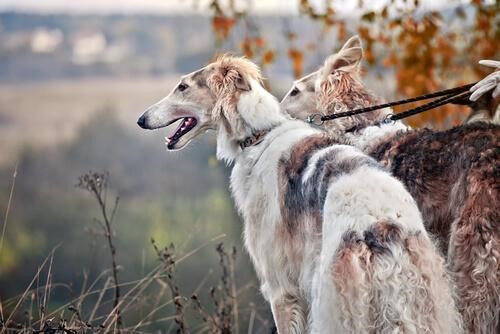 Borzoi.