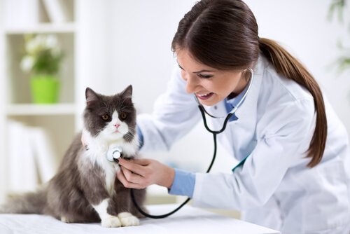 Cat being examined by the vet