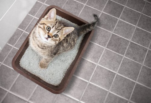 Cat being taught to use the litter box