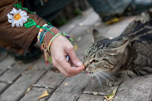 How To Gain The Trust Of A Stray Cat