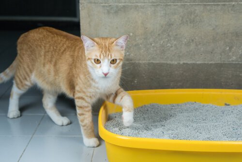 Cat stepping into litter box after leaving a cat at home