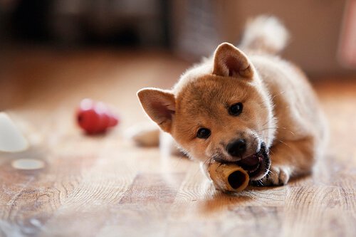Dog chewing on a bone to help prevent hair loss in dogs