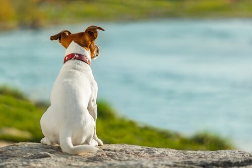 Dog looking at a lake