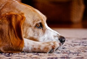Do Dogs Have A Soul? Find out more