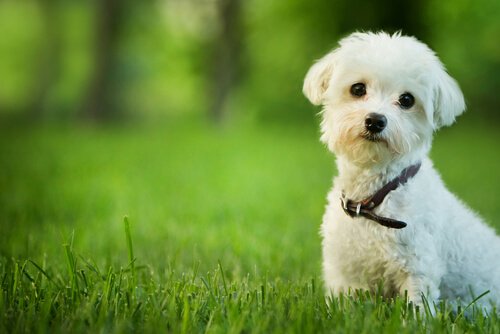 Dog standing on grass