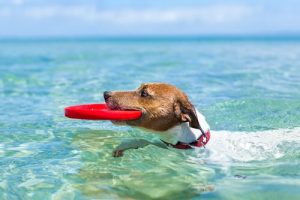 How To Enjoy The Warm Weather With Your Dog
