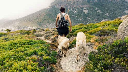 Dogs follow their owner during hike