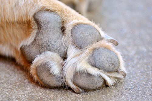 Treating Your Dog's Injured Paw Pads