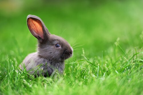 Dwarf rabbits in the grass