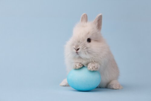 dwarf rabbits love balls