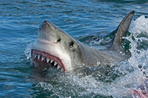 Great white shark attack
