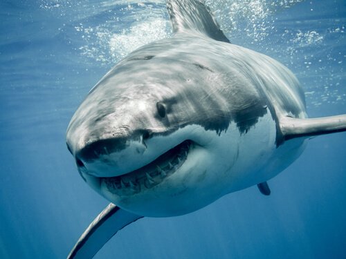 Great white shark underwater