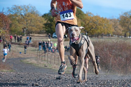 Hound running in canicross
