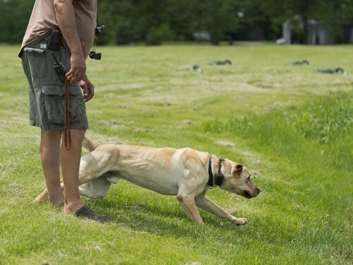 Labrador Retriever in a field