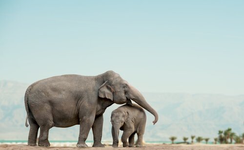 African elephants in the wild