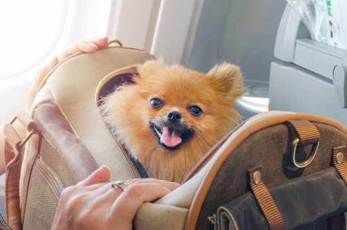 Pomeranian in a handbag