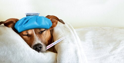 Sick dog in bed with thermometer