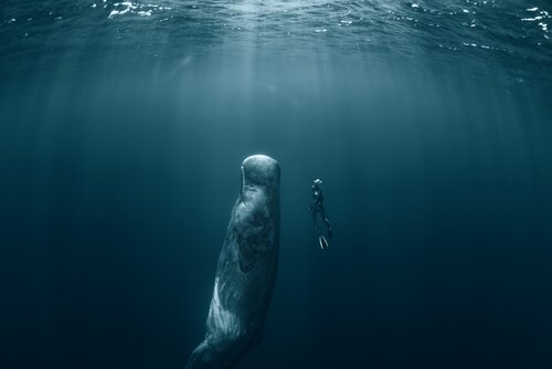Sperm whale and a diver