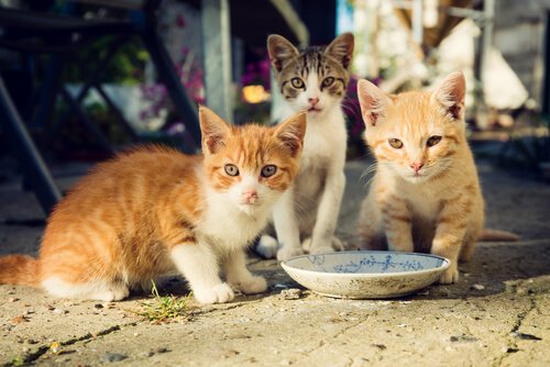 Stray kittens eating