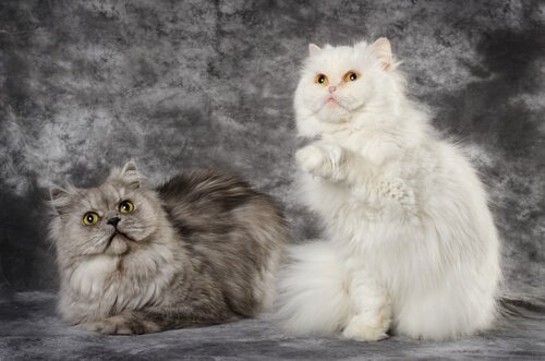 A Turkish Angora's fur comes in different colors