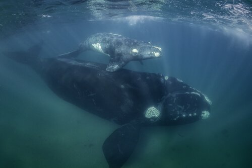 Two extinct whales underwater