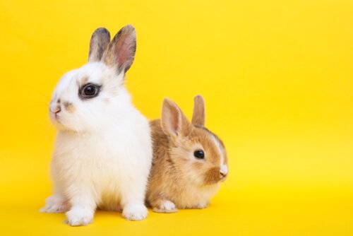 Dwarf Rabbits Traits And How To Take Care Of Them Care for Them