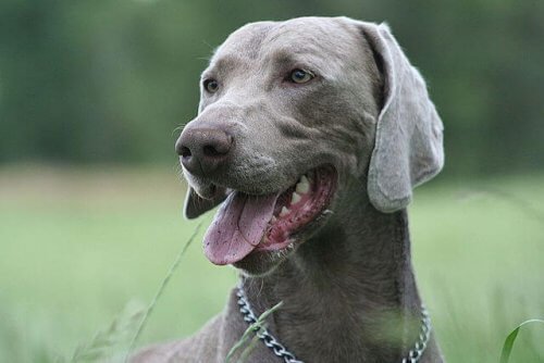 Weimaraner taking part in Canicross