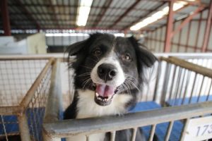 Adopting an Abandoned Dog: Things to Consider