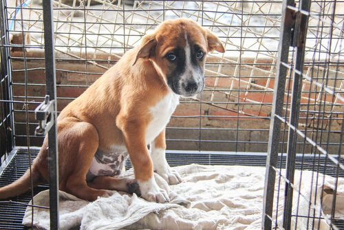 Growing Number of Abandoned Pets in Spain