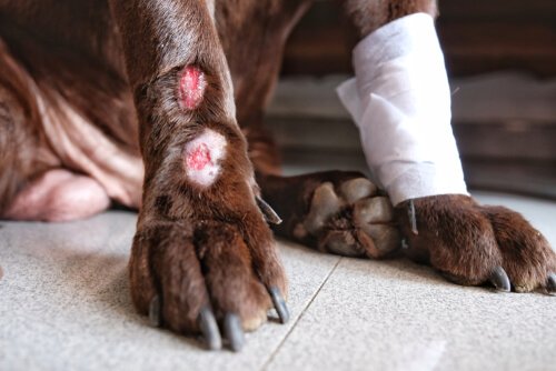 Acral lick dermatitis with bandage