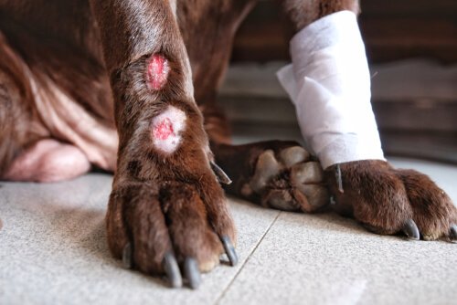 Acral lick dermatitis with bandage 