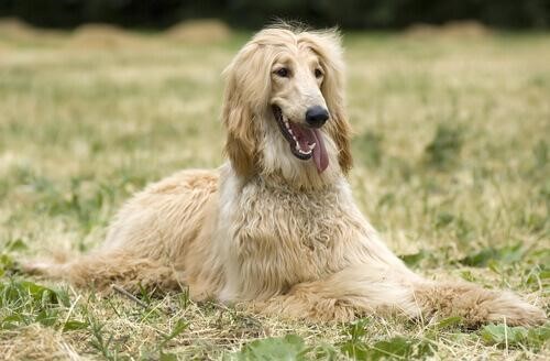 Afghan hound.