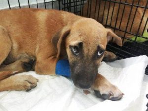 Dog in the hospital due to canine allergies