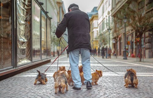 Senior walking his 7 yorkies