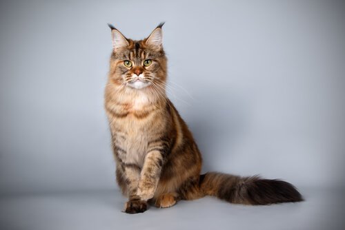 Maine Coon Cat