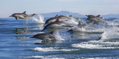 Dolphins swimming in a pod